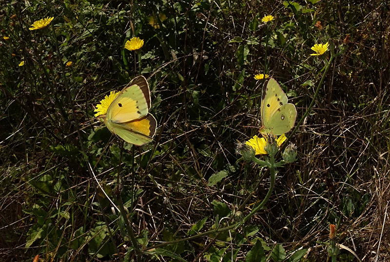 Le Farfalle... volano!